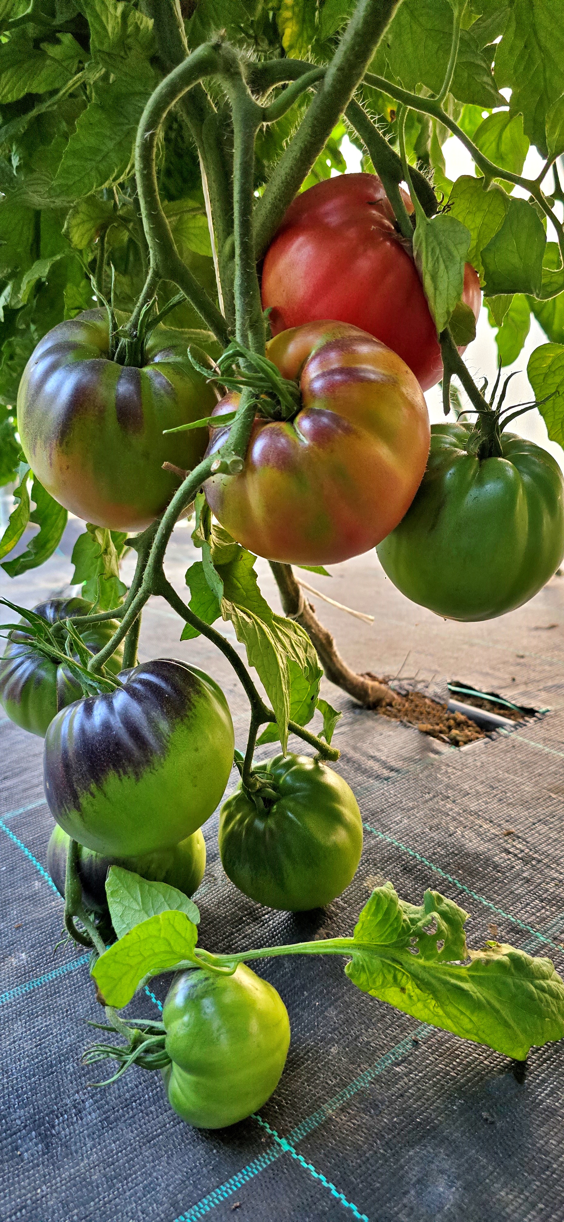 Black and Blue tomatoes: AMETHYST HEART ( Ametistovoye